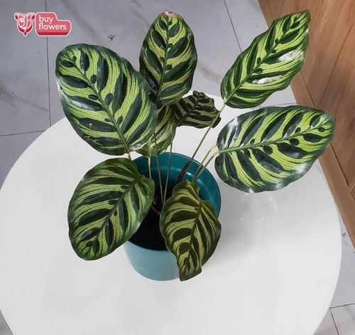 Calathea Zebrina thumbnail view 2 - BuyFlowers Nigeria