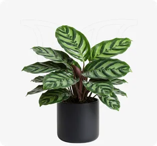 Calathea Makayona