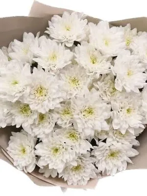 White Chrysanthemums 