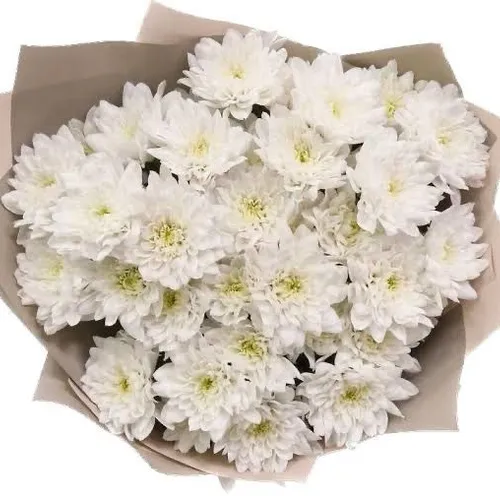 White Chrysanthemums 