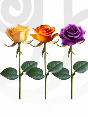 Mixed Color Roses (Yellow, Orange, Purple) in Bulk