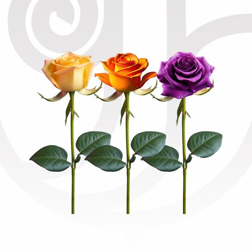 Mixed Color Roses (Yellow, Orange, Purple) in Bulk thumbnail view 1 - BuyFlowers Nigeria