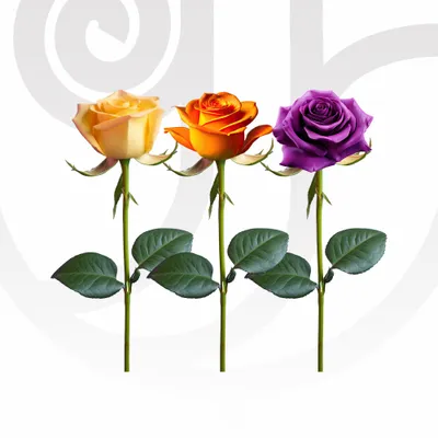 Mixed Color Roses (Yellow, Orange, Purple) in Bulk