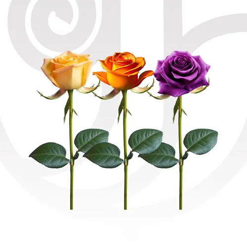Mixed Color Roses (Yellow, Orange, Purple) in Bulk