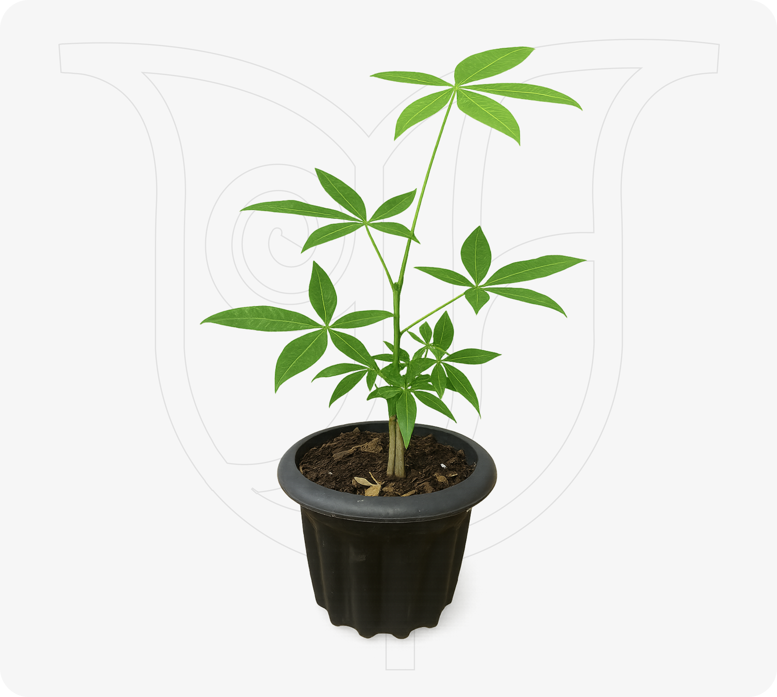 Money Tree - Fresh flower delivery Nigeria | Order online from BuyFlowers