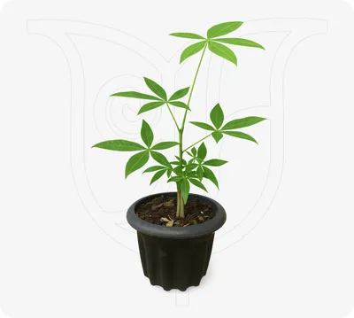 Money Tree