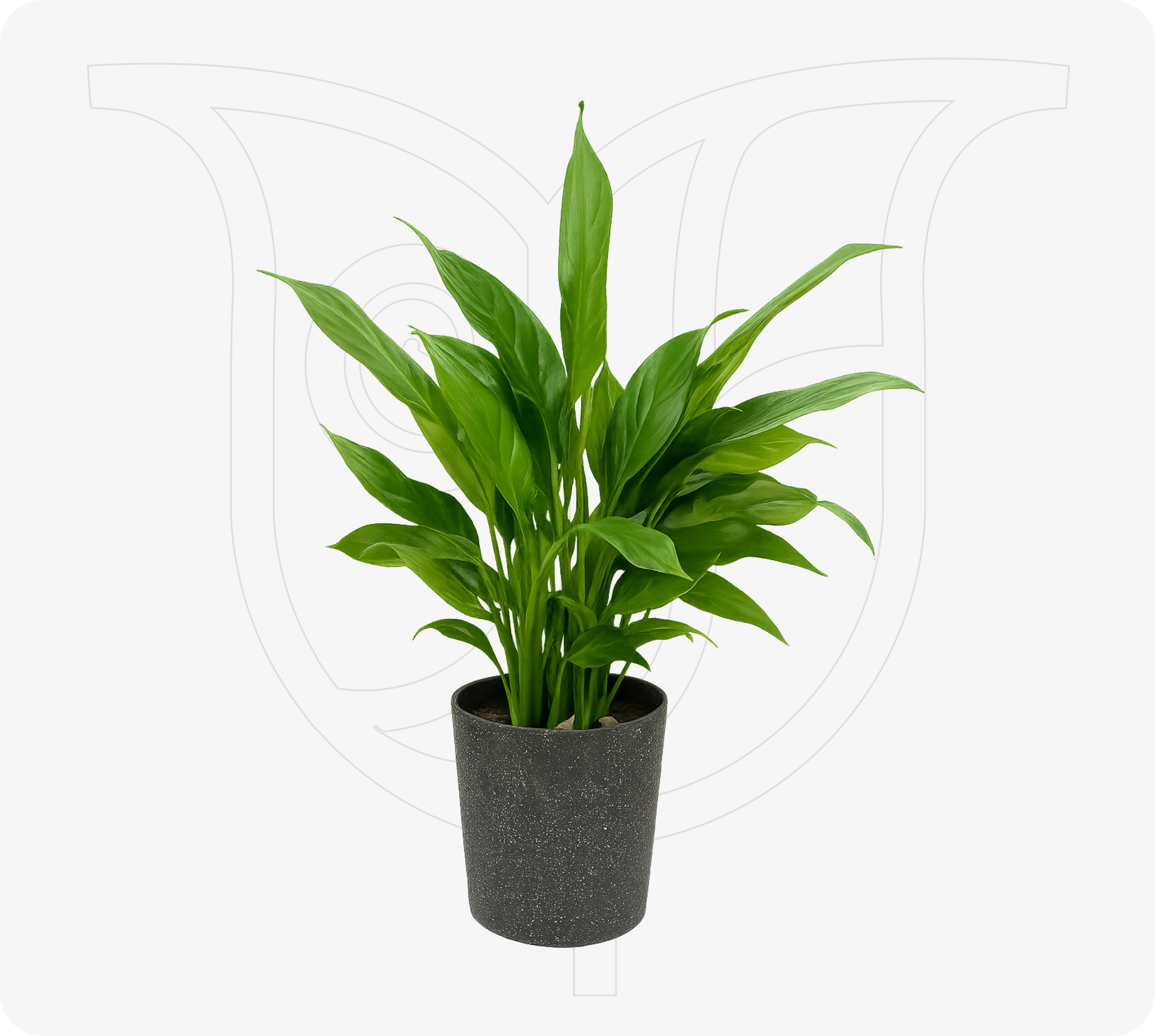 Peace Lily - Fresh flower delivery Nigeria | Order online from BuyFlowers