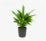 Peace Lily thumbnail view 1 - BuyFlowers