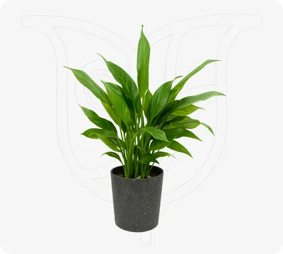 Peace Lily
