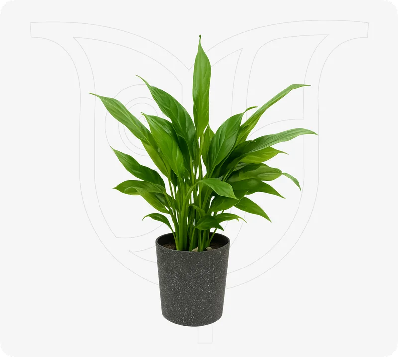 Peace Lily - Fresh flower delivery | Buy online at BuyFlowers