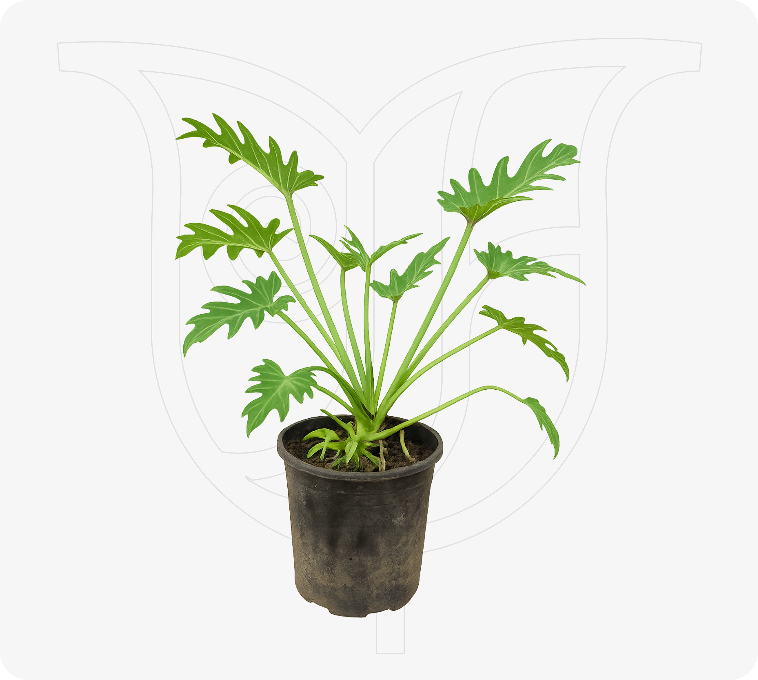 Philodendron Xanado - Fresh flower delivery Nigeria | Order online from BuyFlowers