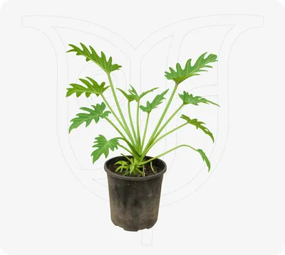 Philodendron Xanado