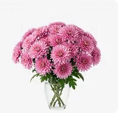 Pink Chrysanthemums 