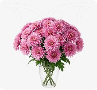 Pink Chrysanthemums 