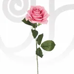 Pink Roses in Bulk thumbnail view 1 - BuyFlowers