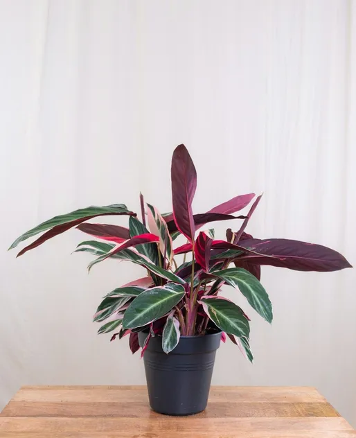 Plants