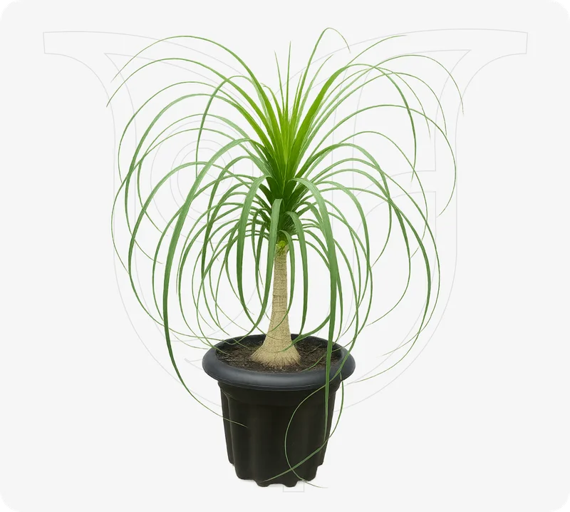 Ponytail - Fresh flower delivery | Buy online at BuyFlowers