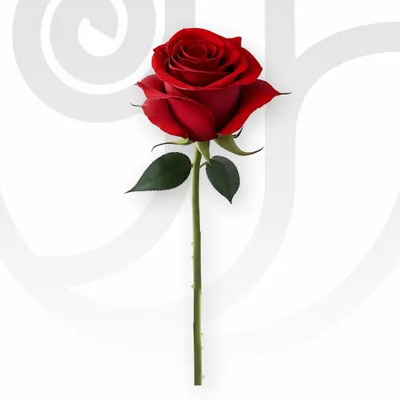 Red Roses in Bulk