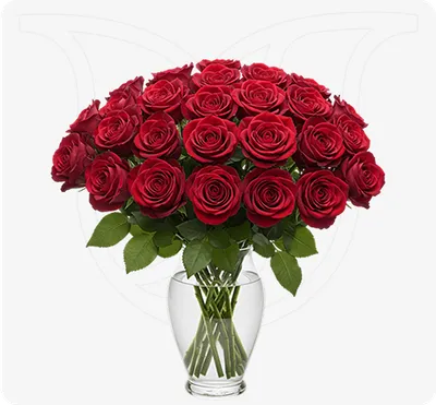 Red Roses