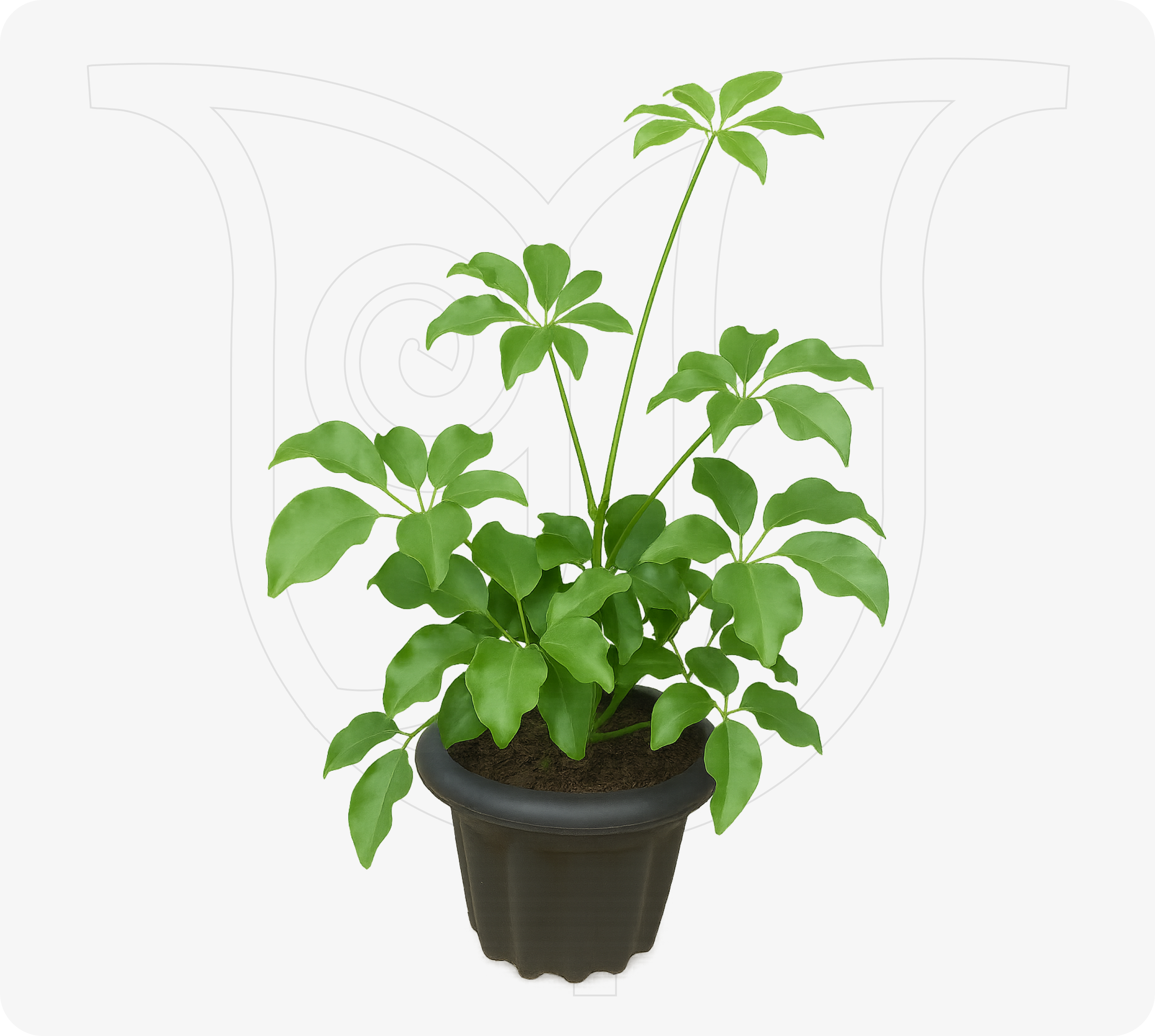 Umbrella Plant - Fresh flower delivery Nigeria | Order online from BuyFlowers