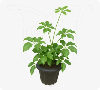 Umbrella Plant