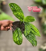 Monstera Peru thumbnail view 2 - BuyFlowers