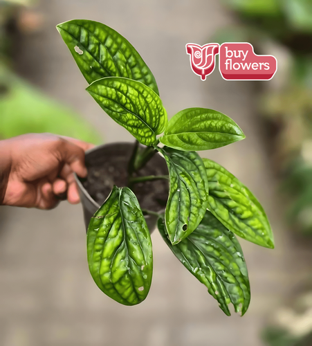 Monstera Peru thumbnail view 2 - BuyFlowers Nigeria