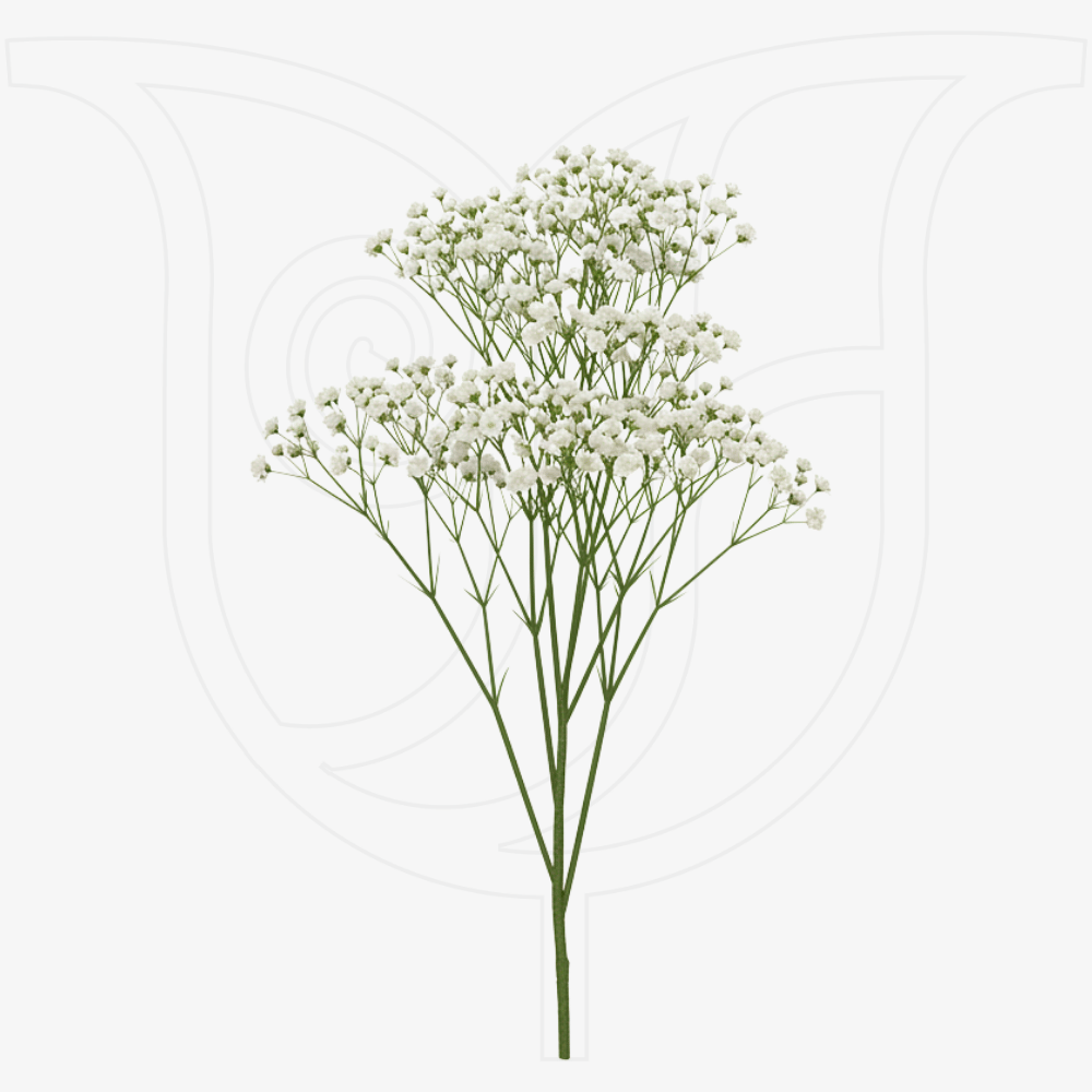 Order Extra Gypso for same-day delivery Extra Gypso - Fresh flower delivery | Buy online at BuyFlowers