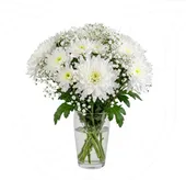 White Chrysanthemums/Gypso