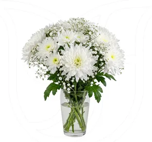 White Chrysanthemums/Gypso