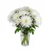 White Chrysanthemums/Gypso