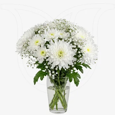 White Chrysanthemums/Gypso