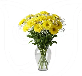 Yellow Chrysanthemums/Gypso
