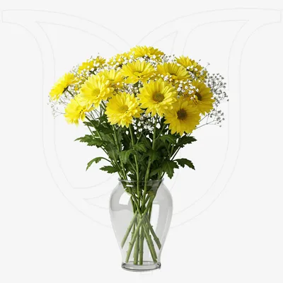 Yellow Chrysanthemums/Gypso