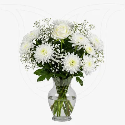 White Rose / Chrysanthemums / Gypso