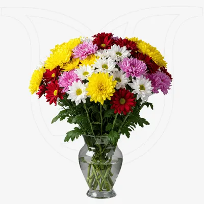 Mixed Coloured Chrysanthemums