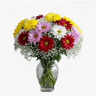 Mixed Coloured Chrysanthemums /Gypso