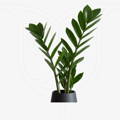 ZZ thumbnail view 1 - BuyFlowers Nigeria