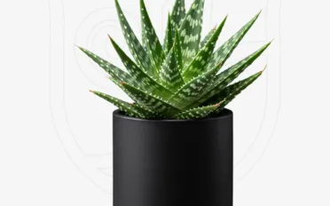 Zebra Aloe