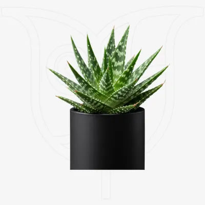 Zebra Aloe