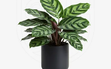 Calathea Makayona
