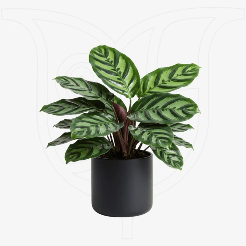 Order Calathea Makayona for same-day delivery Calathea Makayona - Fresh flower delivery | Buy online at BuyFlowers