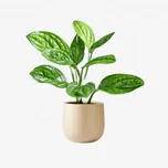 Monstera Peru thumbnail view 1 - BuyFlowers
