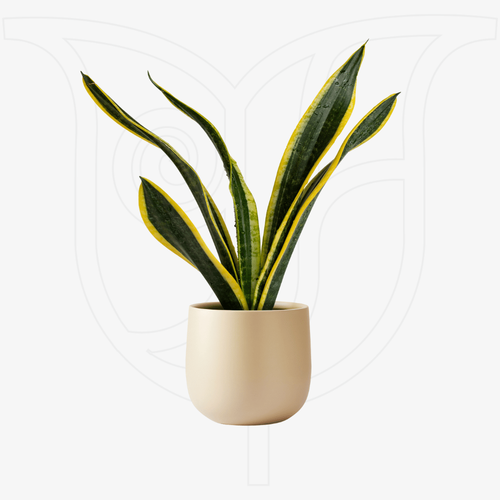 Black Gold thumbnail view 1 - BuyFlowers Nigeria