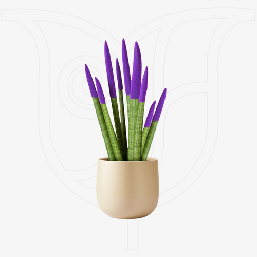 Colored Cylindrica thumbnail view 1 - BuyFlowers Nigeria