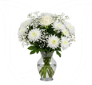 White Rose / Chrysanthemums / Gypso