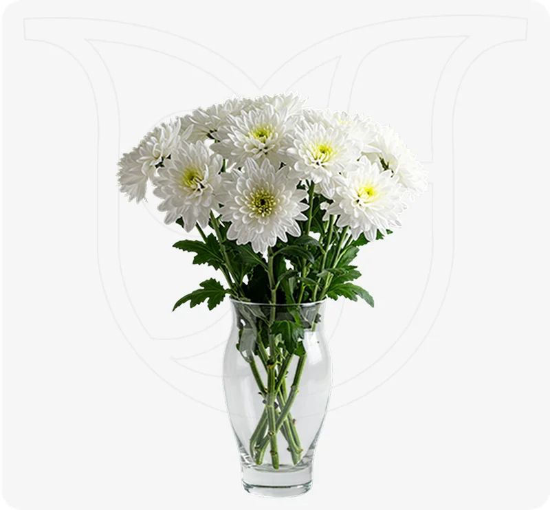 White Chrysanthemums  - Fresh flower delivery | Buy online at BuyFlowers