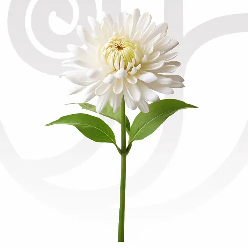 White Chrysanthemums in Bulk