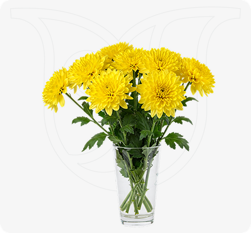 Yellow Chrysanthemums  thumbnail view 1 - BuyFlowers Nigeria