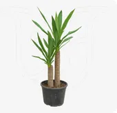 Yucca